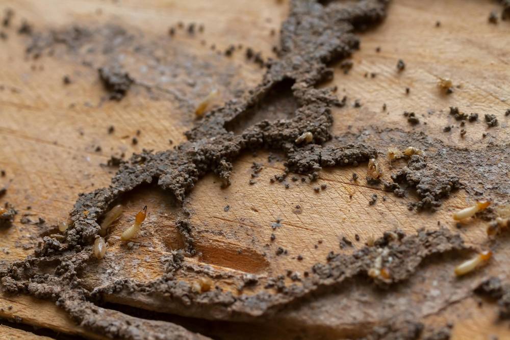 banner-traitement-termite.jpg