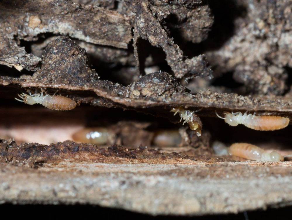 traitement-contre-termites.jpg