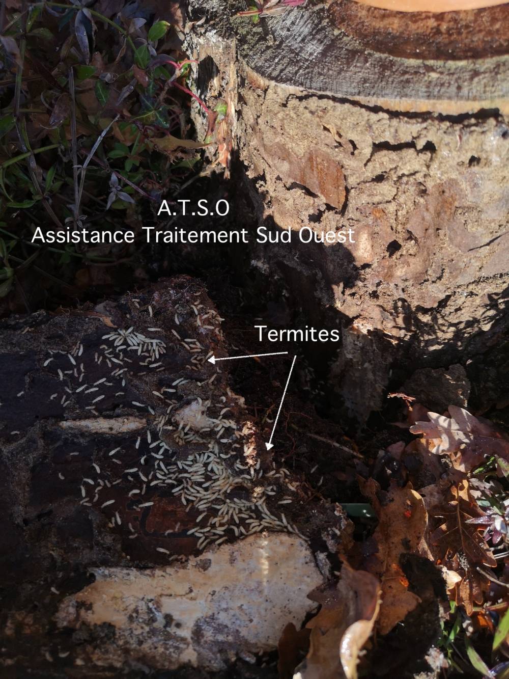 TERMITES -RONDIN DE BOIS.jpg