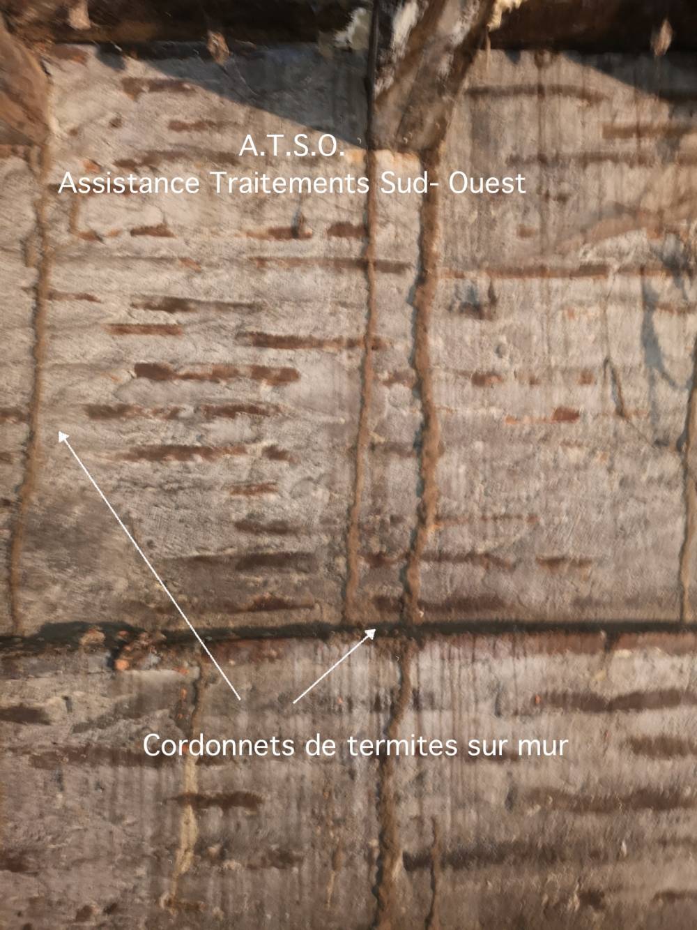 CORDONNETS DE TERMITES.jpg